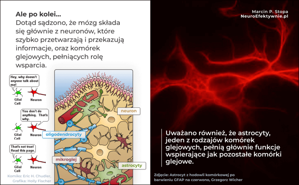 Ilustracja edukacyjna komórek glejowych w mózgu - astrocyty, oligodendrocyty i mikroglej wspierające neurony w szybkim przetwarzaniu i przekazywaniu informacji